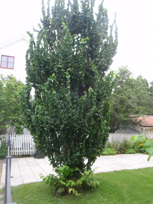 tree with twisting/rotating leaf distribution.